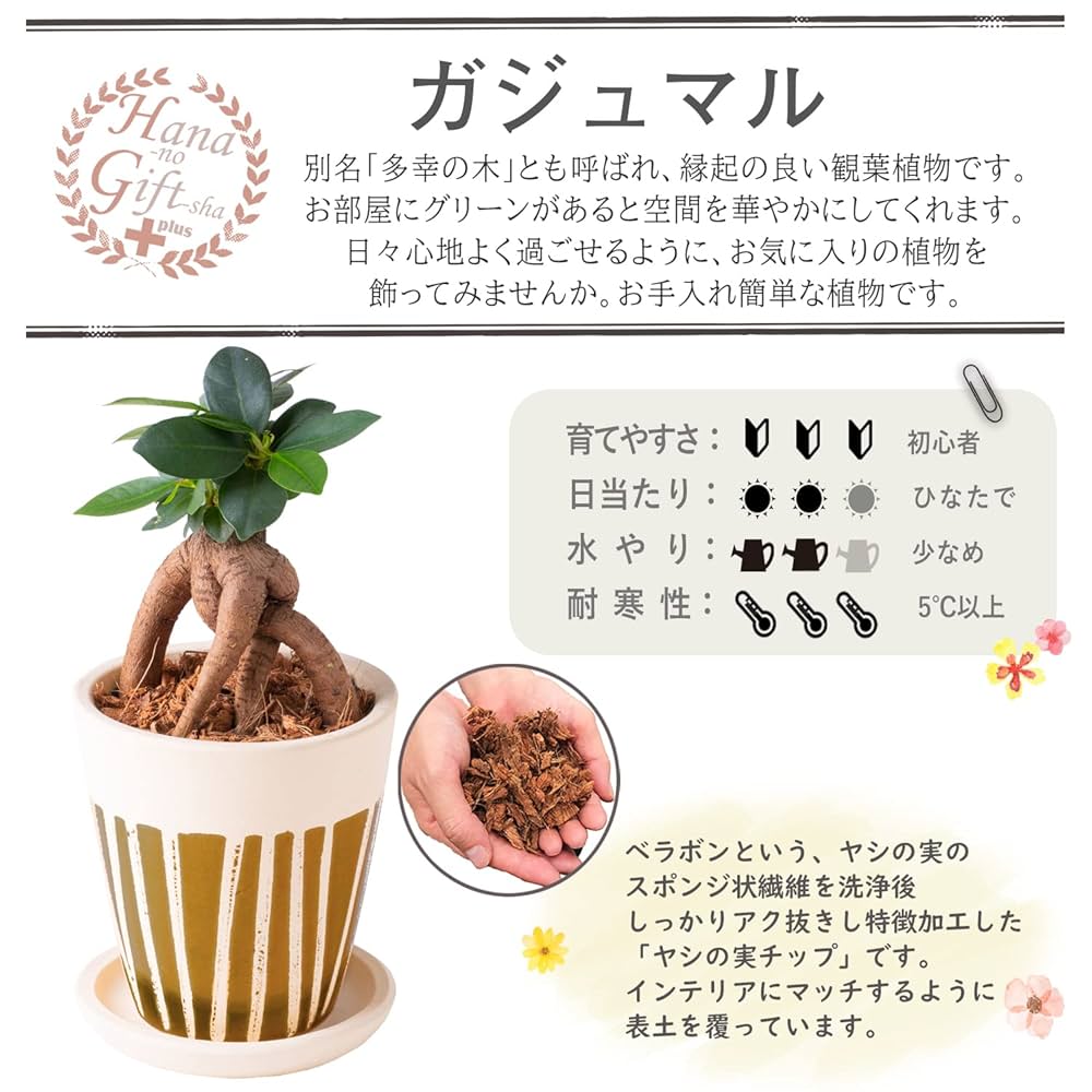かじゅまる（感謝） Amazon｜花のギフト社 ガジュマル がじゅまる ガジュマルの木